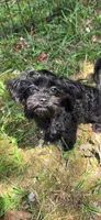 Frannie, a female Shihpoo for sale in Covington, GA – 1 of 1