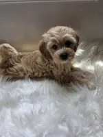 Carrie, a female Cockapoo and Poodle - Miniature  for sale in Covington, GA – 3 of 4