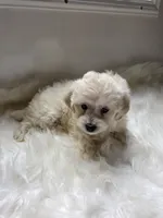 Shanna , a female Cockapoo and Poodle - Miniature  for sale in Covington, GA – 3 of 4