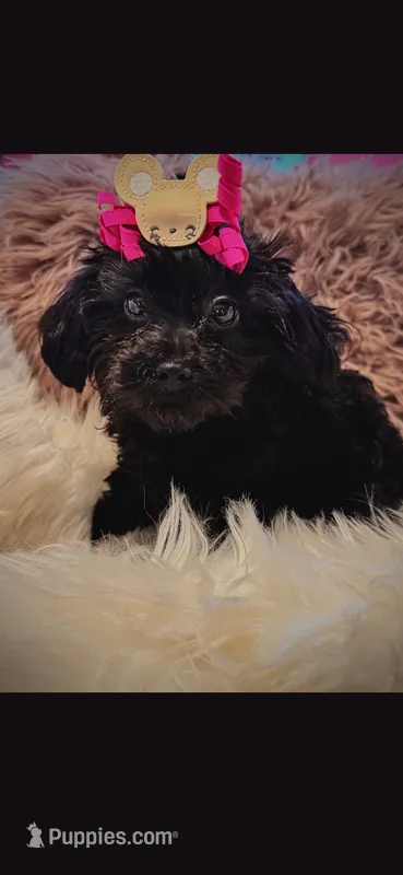 Pink girl Bow – Cockapoo puppy on hold in Covington, GA