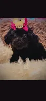 Pink girl Bow, a female Cockapoo for sale in Covington, GA – 1 of 3
