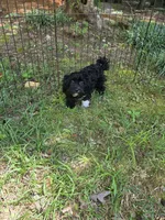 Livie, a female Shihpoo for sale in Covington, GA – 3 of 3