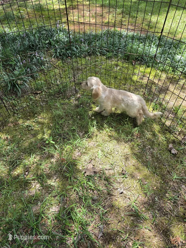 Tanny – Cockapoo puppy for sale in Covington, GA
