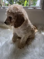 Addie, a female Cockapoo and Poodle - Miniature  for sale in Covington, GA – 2 of 2