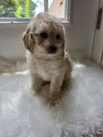Hattiemae , a female Cockapoo and Poodle - Miniature  for sale in Covington, GA – 2 of 3