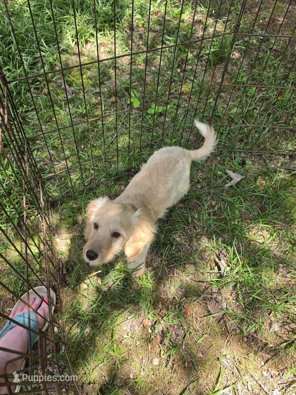 Taney – Cockapoo puppy for sale in Covington, GA