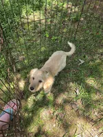 Taney, a male Cockapoo for sale in Covington, GA – 1 of 4