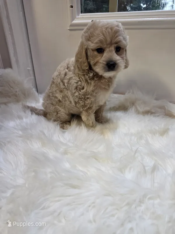 Taylor, a male Cockapoo and Poodle - Miniature  for sale in Covington, GA – 1 of 4
