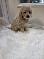 Taylor, a male Cockapoo and Poodle - Miniature  for sale in Covington, GA – 1 of 4