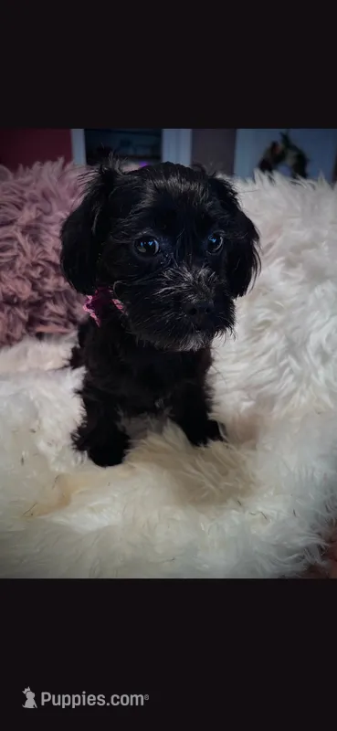 Pink Sparkle Bow Girl – Cockapoo puppy on hold in Covington, GA