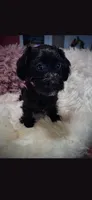 Pink Sparkle Bow Girl, a female Cockapoo for sale in Covington, GA – 1 of 3