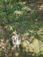 Haley, a female Cockapoo for sale in Covington, GA – 3 of 6