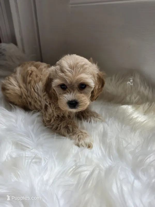 Carrie, a female Cockapoo and Poodle - Miniature  for sale in Covington, GA – 1 of 4