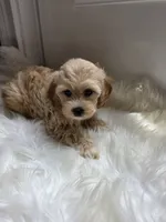 Carrie, a female Cockapoo and Poodle - Miniature  for sale in Covington, GA – 1 of 4