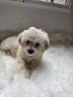 Shanna , a female Cockapoo and Poodle - Miniature  for sale in Covington, GA – 1 of 4