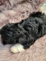 Lexi, a female Shihpoo and Poodle - Miniature  for sale in Covington, GA – 1 of 1