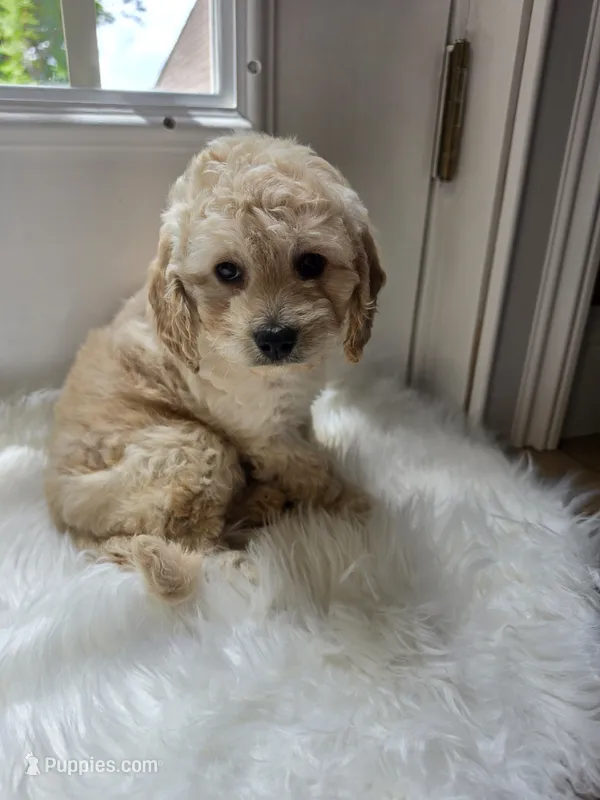 Hattiemae  – Cockapoo, Poodle - Miniature  puppy for sale in Covington, GA
