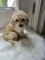 Hattiemae , a female Cockapoo and Poodle - Miniature  for sale in Covington, GA – 1 of 3