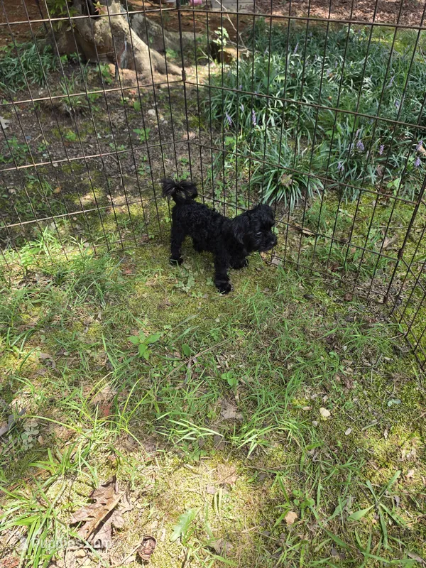 Rocco – Shihpoo puppy for sale in Covington, GA