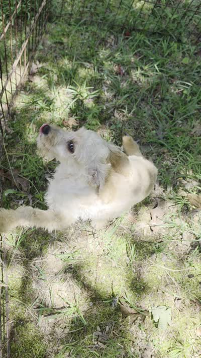 Lexi, a female Cockapoo for sale in Covington, GA – 2 of 2