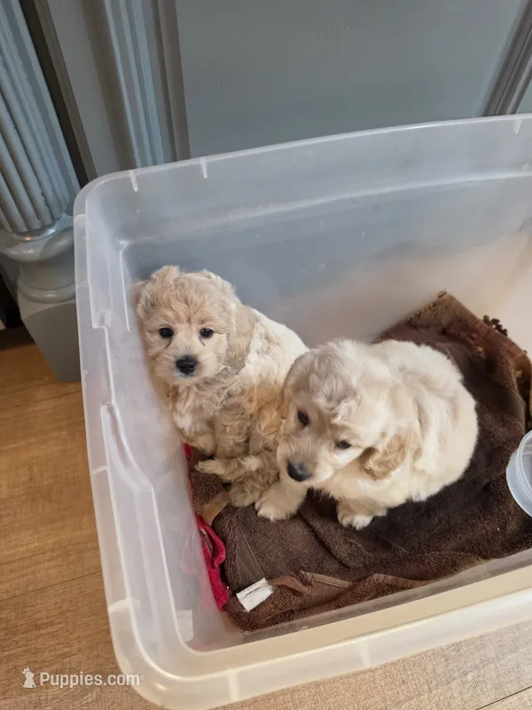 Taylor – Cockapoo, Poodle - Miniature  puppy for sale in Covington, GA