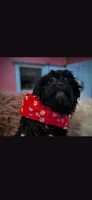 Red Scarf Boy, a male Cockapoo for sale in Covington, GA – 2 of 3