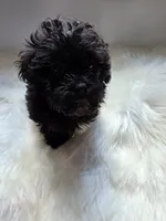 Haley, a female Shihpoo and Poodle - Miniature  for sale in Covington, GA – 2 of 3