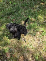 Taney , a male Shihpoo for sale in Covington, GA – 2 of 2