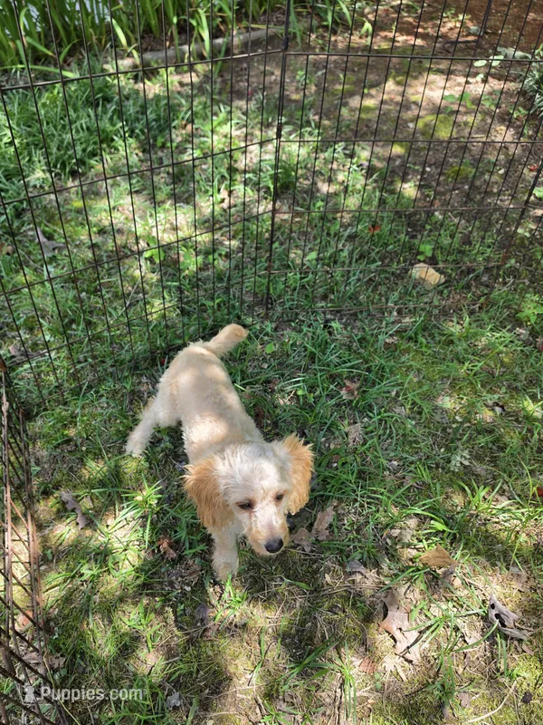 HATTIEMAE  – Cockapoo puppy for sale in Covington, GA