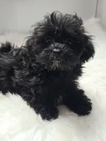 Lexi, a female Shihpoo and Poodle - Miniature  for sale in Covington, GA – 2 of 4