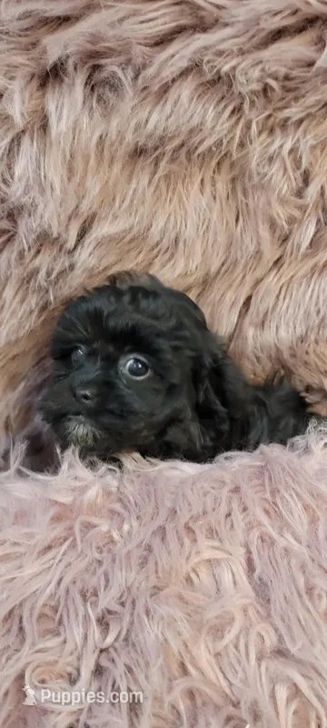 RyRy – Shihpoo, Poodle - Miniature  puppy for sale in Covington, GA