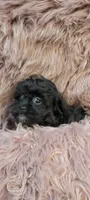 RyRy, a female Shihpoo and Poodle - Miniature  for sale in Covington, GA – 1 of 1