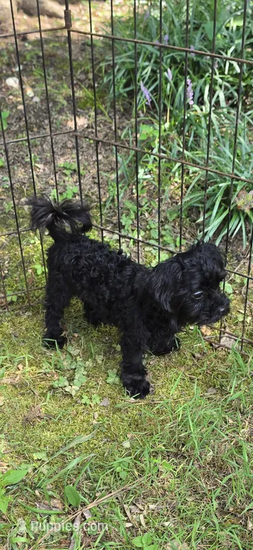 Taney  – Shihpoo puppy for sale in Covington, GA