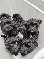 Taney, a male Shihpoo and Poodle - Miniature  for sale in Covington, GA – 2 of 2