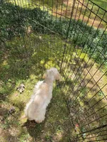Haley, a female Cockapoo for sale in Covington, GA – 4 of 6