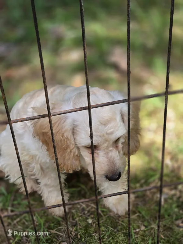 Haley – Cockapoo puppy for sale in Covington, GA