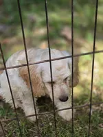Haley, a female Cockapoo for sale in Covington, GA – 1 of 6
