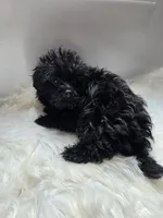 RyRy, a female Shihpoo and Poodle - Miniature  for sale in Covington, GA – 3 of 3