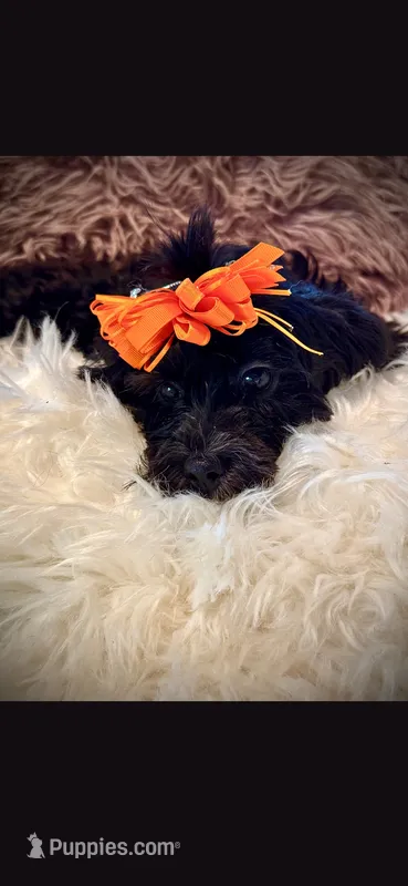 Orange Girl Bow – Cockapoo puppy for sale in Covington, GA