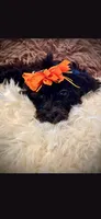 Orange Girl Bow, a female Cockapoo for sale in Covington, GA – 1 of 3