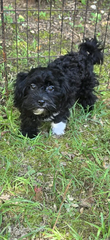 Livie – Shihpoo puppy for sale in Covington, GA