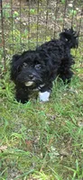 Livie, a female Shihpoo for sale in Covington, GA – 1 of 3
