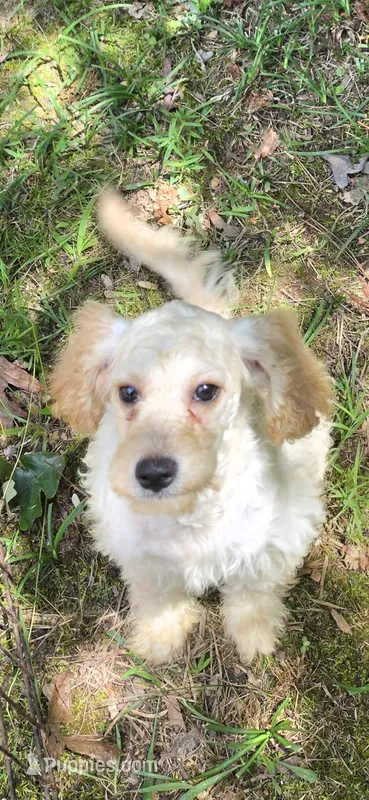 Haley – Cockapoo puppy for sale in Covington, GA