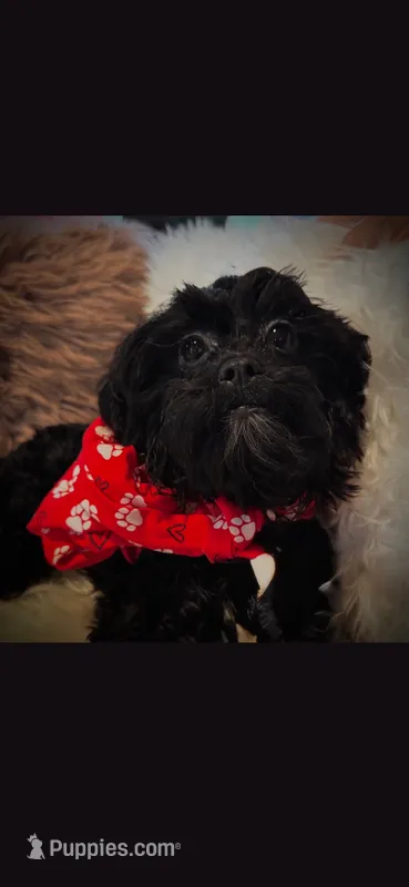 Red Scarf Boy – Cockapoo puppy on hold in Covington, GA
