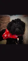 Red Scarf Boy, a male Cockapoo for sale in Covington, GA – 1 of 3