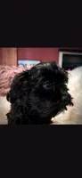 Rocco, a male Cockapoo for sale in Covington, GA – 2 of 3