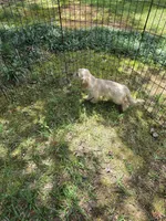 Taney, a male Cockapoo for sale in Covington, GA – 3 of 4