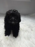 RyRy, a female Shihpoo and Poodle - Miniature  for sale in Covington, GA – 2 of 3