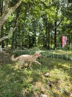 Lexi, a female Cockapoo for sale in Covington, GA – 1 of 6
