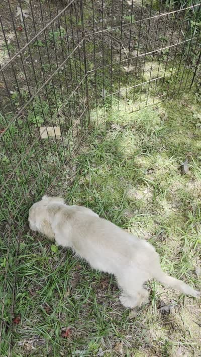 Tanny, a male Cockapoo for sale in Covington, GA – 3 of 3